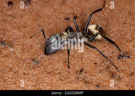 Sucre doré chatoyant Ant de l'espèce Camponotus sericeiventris de caste soldat sur le sable Banque D'Images