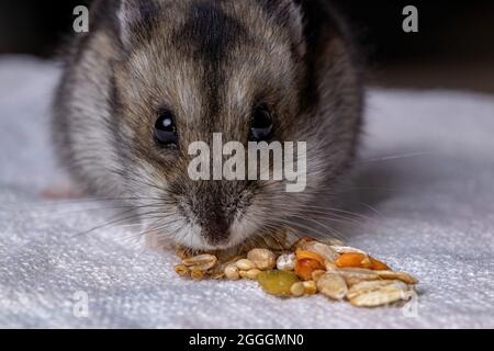 Hamster nain de Campbell de l'espèce Phodopus campbelli avec un foyer sélectif Banque D'Images