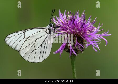 Blanc à veiné noir (Aporia crataegi), Valais, Suisse Banque D'Images