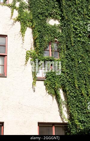 Riga, Lettonie. Août 2021. La façade d'un ancien bâtiment couvert d'ivy dans le centre-ville Banque D'Images