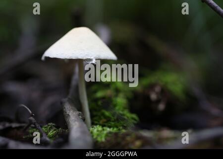 Des champignons vénéneux faux agarics miel Banque D'Images