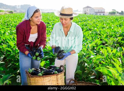 Deux agricultrices travaillant sur le terrain pendant la récolte des aubergines Banque D'Images