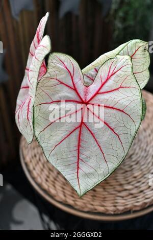 Feuille de plante exotique 'Caladium White Queen' avec des feuilles blanches et des nervures roses Banque D'Images