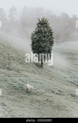 Un seul cheval blanc paître sur un pâturage vert dans la brume.Le temps est brumeux. Banque D'Images