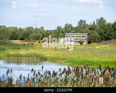 Une vue sur l'été Leys, une série d'anciennes carrières de gravier, maintenant une réserve naturelle appartenant à la fiducie de la faune locale ; Northamptonshire, Angleterre Banque D'Images