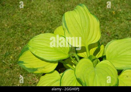 Feuilles de vert clair et variées avec marges de vert foncé la plante Hosta 'Sed Glass' (Plantain Lily) cultivée dans un pot dans un jardin de Cottage anglais, Royaume-Uni. Banque D'Images
