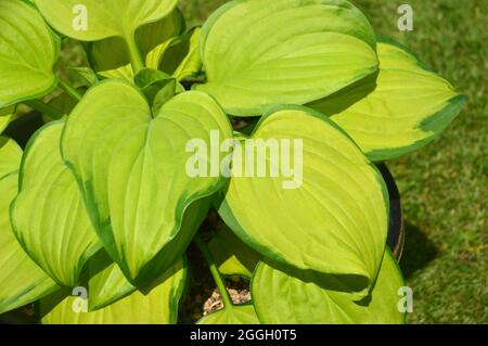 Feuilles de vert clair et variées avec marges de vert foncé la plante Hosta 'Sed Glass' (Plantain Lily) cultivée dans un pot dans un jardin de Cottage anglais, Royaume-Uni. Banque D'Images