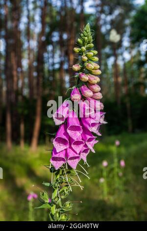 thimble, plante de rengant fleur en face de la forêt avec grande lumière du jour Banque D'Images