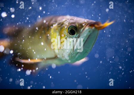 Poisson d'arowana doré ou poisson dragon dans un réservoir de poissons isolé sur fond bleu Banque D'Images