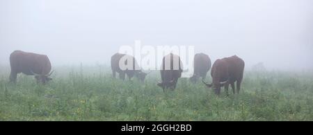 longues vaches à cornes le matin brumeux dans le parc régional entre rouen et le havre dans le nord de la france Banque D'Images