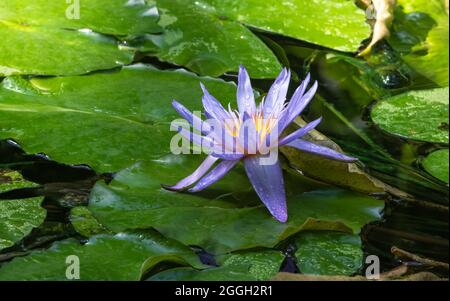 Magnifique nature fond - Violet Waterlily dans l'étang Banque D'Images