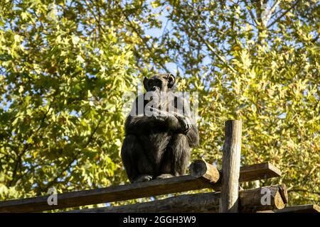 Le singe chimpanzé a plié ses bras sur sa poitrine et regarde au loin. Le toit de la maison pour les singes. Vue sur fond de fol vert Banque D'Images