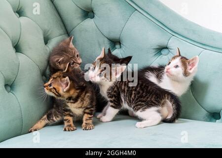 cinq chatons sur le canapé Banque D'Images