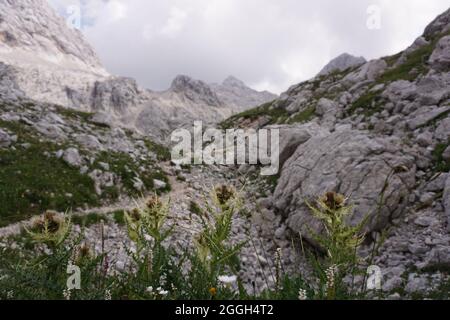 Thistles poussant sur le sol rocailleux dans le parc national Triglav, Slovénie 2020 Banque D'Images