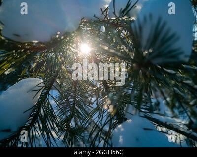 Le soleil éclatant brille à travers les aiguilles vertes des branches de pin couvertes de neige après une chute de neige, lors d'une journée d'hiver froide. Hiver naturel ensoleillé Banque D'Images