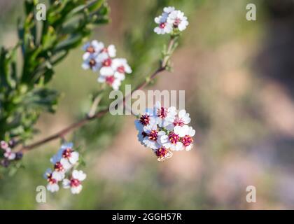 Gros plan sur les petites fleurs blanches de la cape Snow Bush (Eriocephalus africanus) Banque D'Images