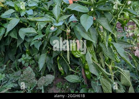 Poivrons italiens aux fruits verts Banque D'Images