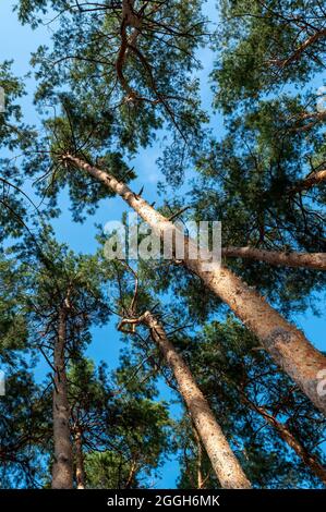 Vue du bas des pins contre le ciel bleu par temps ensoleillé. Image verticale Banque D'Images