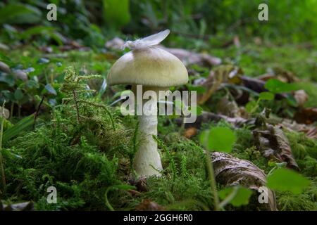 Le champignon de la déathcap (Amanita phalloides), qui pousse sur les rives mossy d'un parc. Banque D'Images