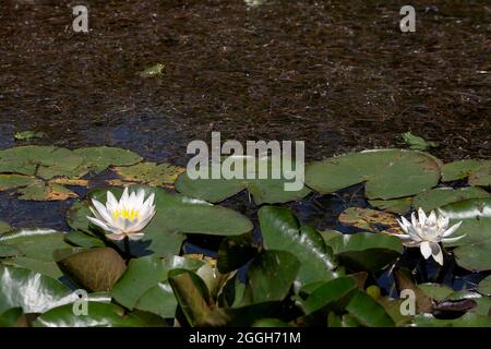 Nymphaea alba connu comme l'eau blanche européenne Lily blanc flottant des feuilles et des fleurs dans un étang avec des grenouilles Banque D'Images