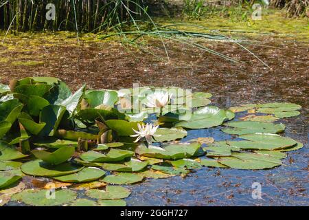 Nymphaea alba connu comme le Lily de l'eau blanche européenne en fleur Banque D'Images