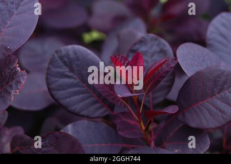 Cotinus coggygria european Smoketree Royal violet rouge foncé des feuilles de pourpre Banque D'Images