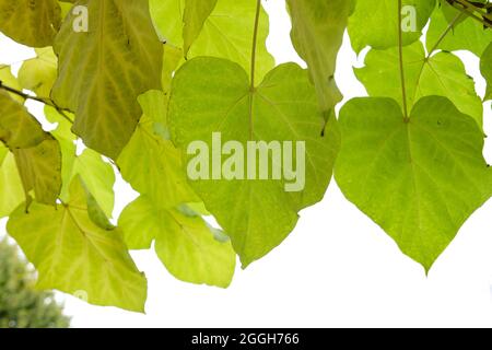 Catalpa bignonioides haricot indien Autumanl feuilles décidues