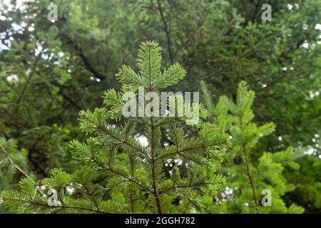 Abies alba ou sapin argenté européen arbre de conifères vert feuillage à aiguille verte Banque D'Images