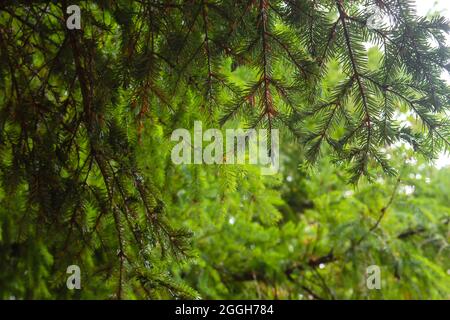 Abies alba ou sapin argenté européen arbre de conifères vert feuillage à aiguille verte Banque D'Images