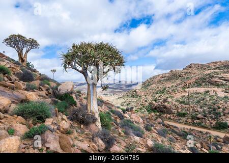 Un seul arbre de quiver (Aloidendron dichotomum) debout sur le flanc de la montagne avec un fond nuageux Banque D'Images