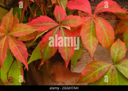 Parthenocissus quinquefolia raisin vigne automnale couleur feuillage détail Banque D'Images