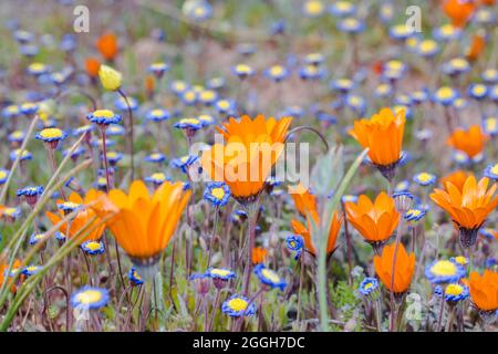Gros plan d'orange mélangé à des pâquerettes bleu violet dans un champ de fleurs sauvages Banque D'Images