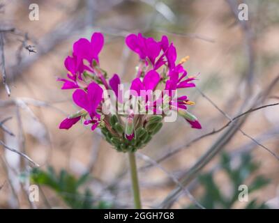 Gros plan des fleurs rose vif de la plante Neitjie Storksbill (Pelargonium inkrassatum) Banque D'Images