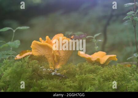 Les chanterelles sont considérées comme les champignons les plus nourrissant à trouver dans les bois anglais et sont assez abondantes dans certaines régions. Banque D'Images