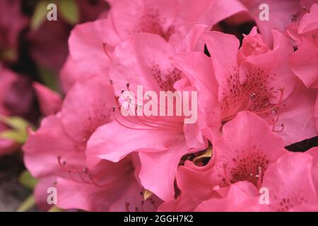 Rhododendron simsii ou fleurs roses Azalea Banque D'Images