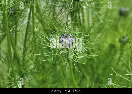 Nigella damascena, bouton de fleur violet amour-dans-un-brouillard Banque D'Images