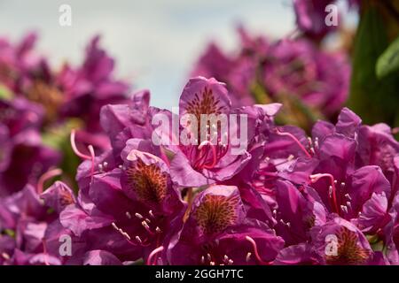 Rhododendron simsii ou fleurs roses Azalea Banque D'Images