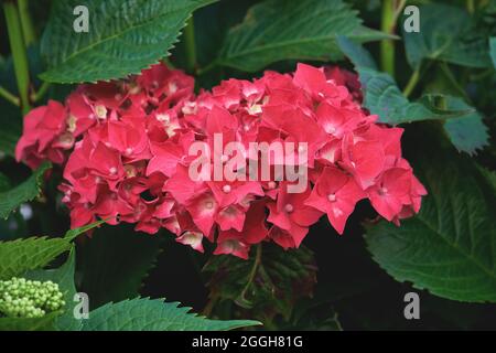 Hydrangea macrophylla hortensia fleurs rose rouge pâle profondes en fleurs Banque D'Images