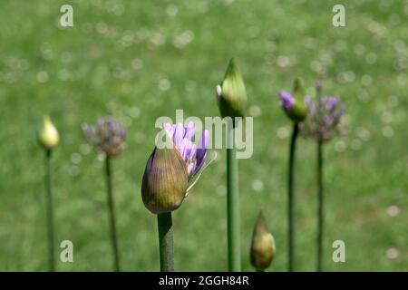 Agapanthus praecox bleu lys fleur bourgeon floraison Banque D'Images