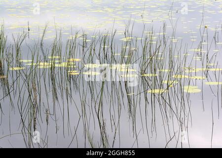 Roseaux et coussins de nénuphars reflétés dans le lac à la lumière du matin Banque D'Images