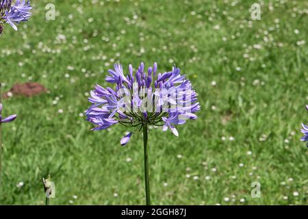 Agapanthus praecox bleu lys fleur floraison floraison Banque D'Images