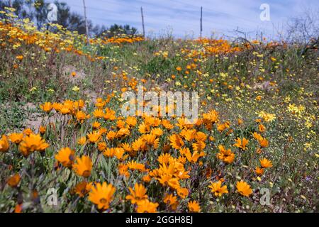 Pâquerettes d'orange et autres fleurs sauvages qui poussent sur le côté de la route dans la région de Namaqualand Banque D'Images