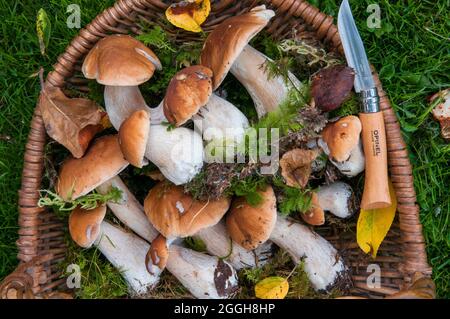 Le meilleur petit pain fourré que j'aie jamais eu. Les champignons porcini ici ont tous été recueillis à la même place à proximité de l'éachautre. Banque D'Images