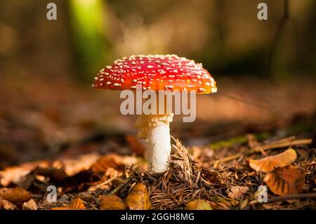 Le champignon de la mouche agarique, autrement connu sous le nom d'Amanita muscaria, est probablement le plus connu quand il s'agit de champignons des bois. Banque D'Images