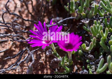 Fleur pourpre vibrante de la famille des plantes succulentes, Brightfig Tribe (Tribe Ruschieae) Banque D'Images
