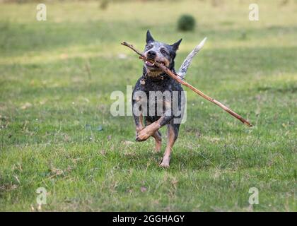 Femelle chien de bétail australien (Blue heeler) en course vers l'appareil photo apporter un bâton, jouer à FETCH Banque D'Images