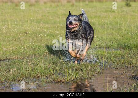 Femelle chien de bétail australien (Blue heeler) en route vers l'appareil photo à travers un peu d'eau Banque D'Images