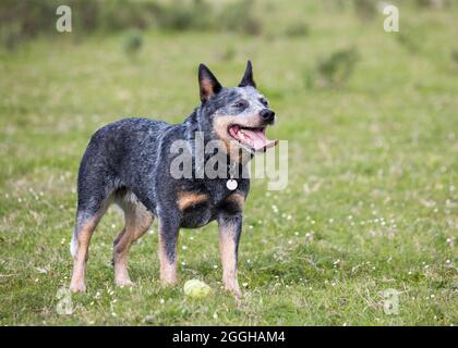 Femelle chien de bétail australien (Blue heeler) debout avec une balle de tennis à ses pieds jouant FETCH Banque D'Images