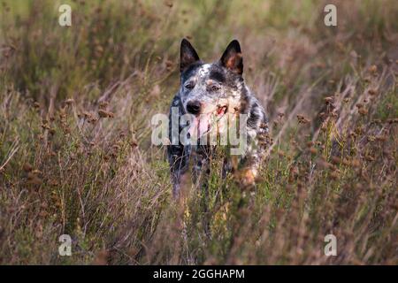 Jeune chien de bétail australien (Blue heeler) étant vigilant sur le terrain Banque D'Images