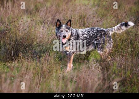 Jeune chien de bétail australien (Blue heeler) étant vigilant sur le terrain Banque D'Images